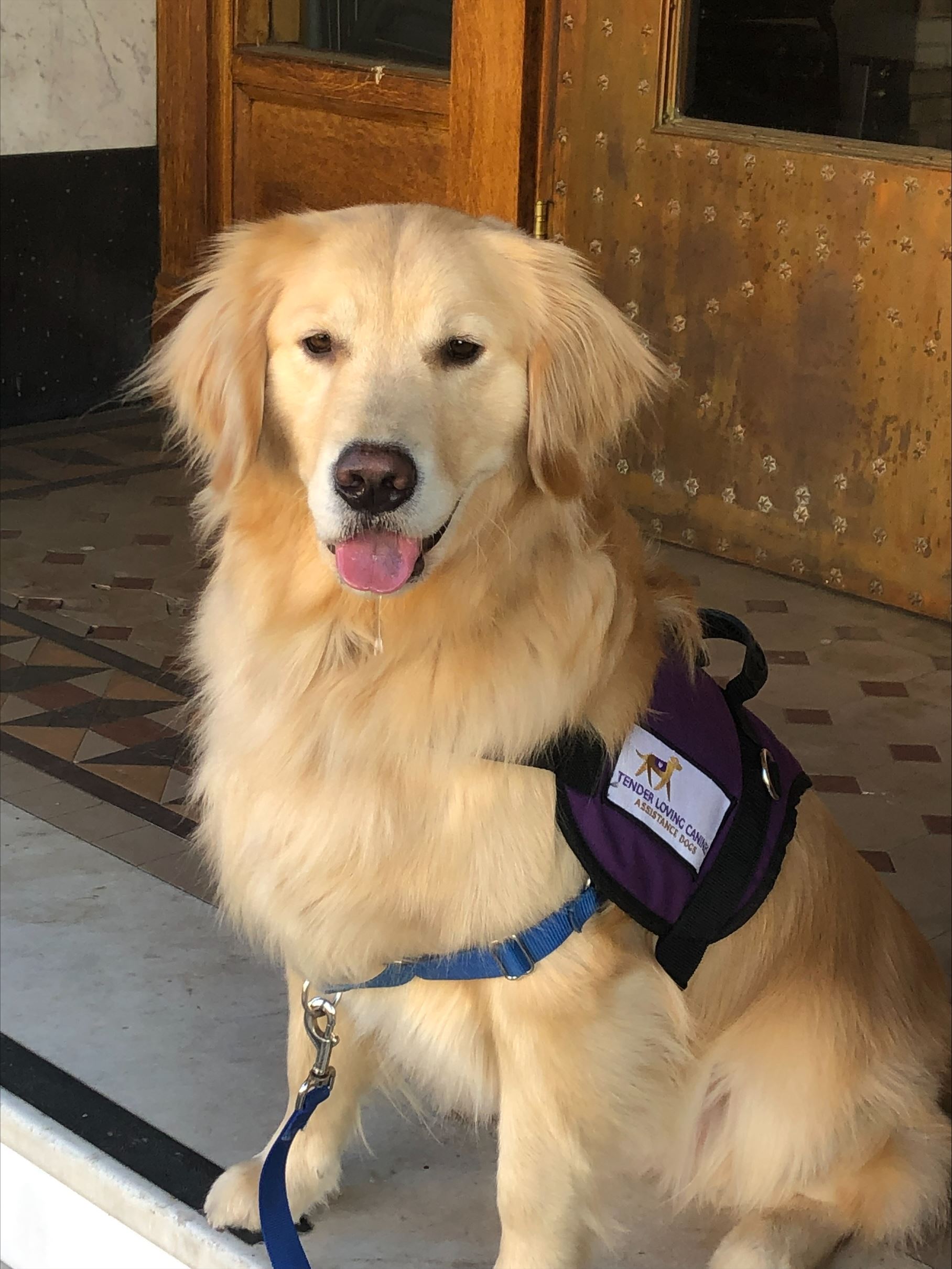 Golden Retriever in vest at court